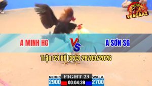 Trận 23 CPC3 28/03/2026 - Gà Đỏ Dạng Chân Đá Quá Đá Hạ Xanh nhanh Lẹ
