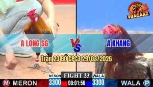 Trận 23 CPC3 29/03/2026 - Xám Ra Cựa Khủng Đâm Đỏ Té Xe