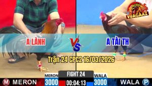 Trận 24 CPC2 16/03/2026 - Điều Đá Que Xách Xe Đi Cầm