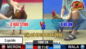 Trận 24 CPC2 20/03/2026 - Điều Đồng Trạng Chấp Ngông Đá Cú Xỉu Về Tay Xỉu Luôn