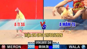 Tran 24 CPC3 21032026 Xanh Dam Nhu Chia Do Lot Cua May Chan Bo Chay 1