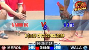 Trận 25 CPC3 22/03/2026 - Điều Mồng Lá Khanh Chợ Lách Đá Như Súng Bắn Về Bờ Nhanh Gọn