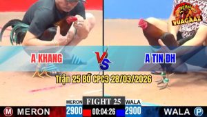 Trận 25 CPC3 28/03/2026 - Đỏ Của Khang Đâm Đầu Cần Xanh Kiếm Chân Trăn Trói Không Thành