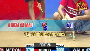 Trận 26 Bồ CPC2 31/3/2026 - Điều Đá Cay Quá Nghiệt Bướm Té Hết Sửa