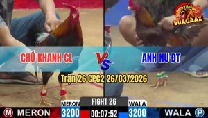 Trận 26 CPC2 25/03/2026 - Điều Nhấp 3 Chân Đâm Khét Sụm Tỳ Té Nhanh Gọn