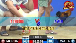 Trận 27 CPC2 25/03/2026 - Gà Xanh Đá Chân Nào Là Đâm Chân Đó Úa Chịu Hết Nổi Bỏ Chạy