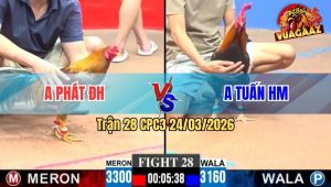 Trận 28 CPC3 24/03/2026 - Gà Xám Phóng Vào Đá Điều Khủng Khiếp Điều Lọt Cựa Hết Đường Binh