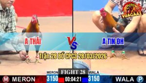 Trận 28 CPC3 28/03/2026 - Gà Xanh Đâm Vài Chân Đưa Thái Về Dĩ Vãng