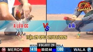 Trận 29 CPC3 21/03/2026 - Điều May Độ Đâm Cựa Là Dính Khét Lật Xe Nhanh Gọn