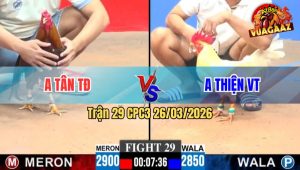 Trận 29 CPC3 26/03/2026 - Điều Đá Cựa Quá Cựa Bướm Không May Trúng Điểm Té Xỉu