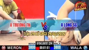 Trận 29 CPC3 29/03/2026 - Bướm Đá Mấy Cây Lưng Điều Bung Bồ Bỏ Chạy