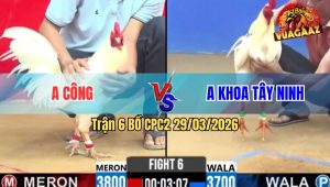 Trận 6 Bồ CPC2 29/3/2026 - Xanh Khôn Như Người Đỏ Hư Hình Xỉu Tuyệt Đối