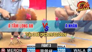 Trận 3 Bồ CPC2 29/3/2026 - Đỏ Chưa Thả Đá Ăn 5 Và Cái Kết