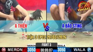 Tran 3 CPC2 20032026 Dieu Idol Gay Canh Phan Van Phan An 2 Qua Hay 1