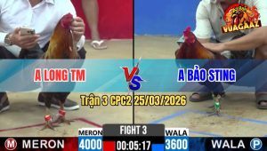Trận 3 CPC2 25/03/2026 - Gà Xanh Đá Chân Quá Khéo Đỏ Trâu Bò Đá Phản Ăn Ngược