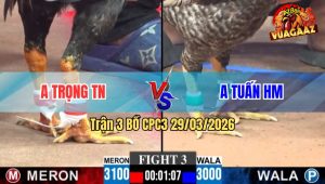 Trận 3 CPC3 29/03/2026 - Cú Cọp Anh Tuấn Đâm Quá Đâm Đưa Điều Về Dĩ Vãng