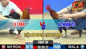 Tran 30 CPC2 21032026 Dieu Mong La Chan Xanh Da Chan Nao Cung Dam Do Bung Ra Nhanh Gon 1 1