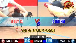 Trận 30 CPC3 21/03/2026 - Gà Bướm Điềm Tĩnh Như Sát Thủ Đá Mấy Chân Điều Chết Tại Chỗ