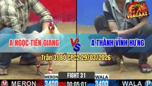 Trận 31 Bồ CPC2 29/3/2026 - Uá Đá Trên Chân Điều Đè Bạc Bị Đá Hư Hình