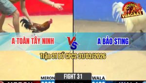 Trận 31 Bồ CPC2 31/3/2026 - Bông Siết Mấy Chân Đâm Úa Gãy Dò Thua Đáng Tiếc