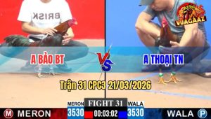 Trận 31 CPC3 21/03/2026 - Đỏ Canh Chặn Giỏi Ra Chân Quyết Đoán Xanh Không Có Cửa Ăn