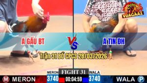 Trận 31 CPC3 28/03/2026 - Gà Đỏ Đâm Quá Đâm Hạ Xanh Tuyệt Đối