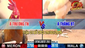 Trận 31 CPC3 29/03/2026 - Đỏ Đâm Như Chĩa Hạ Xanh Gọn Gàng