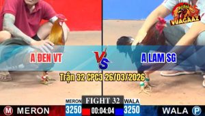 Trận 32 CPC3 26/03/2026 - Gà Xanh Đá Quá Đá Đỏ Lọt Cựa Hết Đường Binh