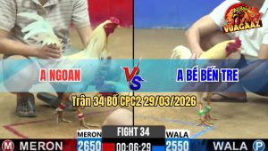 Trận 34 Bồ CPC2 29/3/2026 - Bướm Nhập Vô Đá Mấy Chân Anh Bé Gãy Cánh La Miệng