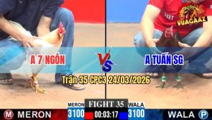 Trận 35 CPC3 24/03/2026 - Gà Xanh Que Đá Đâm Như Giang Hồ Bướm Té Gọn Gàng
