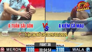 Trận 36 Bồ CPC2 29/3/2026 - Anh Kiểm Gặp Cọp Đồng Trạng Vẫn Bị Hạ Sát Dễ Dàng