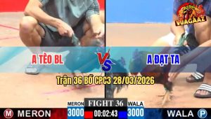 Trận 36 CPC3 28/03/2026 - Gà Cọp Tèo Bảo Lộc Siết Như Cổ Máy Xe Tăng Đá Xanh Gãy Giò