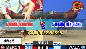 Trận 37 Bồ CPC2 29/3/2026 - Xanh Qúa Trâu Gồng Cứu Đội Nhà Trận Thua Qúa Hay
