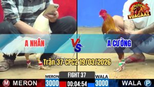 Tran 37 CPC2 19032026 Ua Da Chan Nao Cung Dam Khet Tai Bien Te Sua Khong Duoc