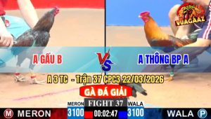Trận 37 CPC3 22/03/2026 - Đỏ Đá Như Xe Đung Đâm Cây Xanh Té Tuyệt Đối Rinh Ra