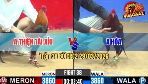 Trận 38 Bồ CPC2 29/3/2026 - Đỏ Buông Đuôi Lùa 1 Tay Nước Xanh Nằm Tuyệt Đối
