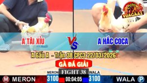 Trận 38 CPC3 22/03/2026 - Đỏ Bươi Chà Đá Hắc Coca Cây Xỉu