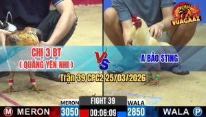 Trận 39 CPC2 25/03/2026 - Xám Đá Cựa Quá Cựa Đâm Lọt Cây Nghiệt Úa Nằm Chèm Bẹp