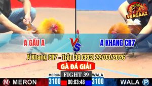 Trận 39 CPC3 22/03/2026 - Điều Xanh Mẻ Hiệu Chà Chân Nào Đâm Chân Đó