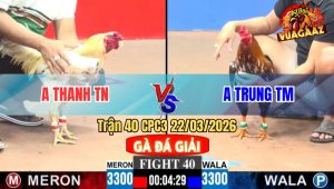 Trận 40 CPC3 22/03/2026 - Bông Nhấp 3 Chân Đâm Bướm Gãy Dò Nhanh Gọn