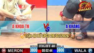 Trận 40 CPC3 28/03/2026 - Gà Đỏ Lì Đòn Đá Tới Phút 90 Hạ Xanh Ngọt Ngào