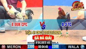 Trận 41 CPC3 22/03/2026 - Chuối Đá Cây Ngay Hang Cua Đâm Điều Gãy Cổ