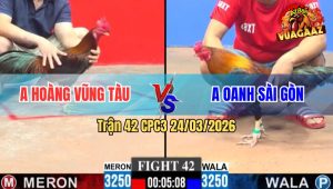 Trận 42 Bồ CPC3 24/3/2026 - Gà Anh Hoàng Ra Chân Tàn Độc Đá Đúng Chỗ Hiểm Xanh Hết Đường Ra