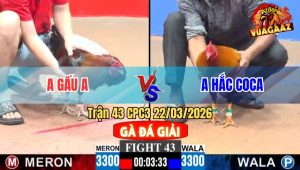 Trận 43 CPC3 22/03/2026 - Điều Gồng Phản Trong Trận Đấu Tưởng Thua Từ Đầu