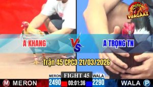 Trận 45 CPC3 21/03/2026 - Đỏ Đá Đâm Như Giang Hồ Hạ Xanh Nhanh Gọn