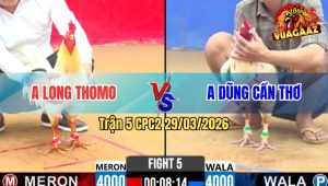 Trận 5 Bồ CPC2 29/3/2026 - Long Thomo Bị Phản 5 Lai Đầy Đau Đớn