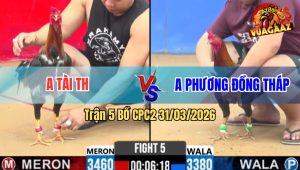 Trận 5 Bồ CPC2 31/3/2026 - Xanh Đá Đỏ Muốn Banh Đỏ Đá Lại Cây Phản Xanh Té