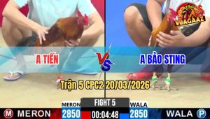 Tran 5 CPC2 20032026 Khet Idol Dung Con Cop Vang Nga 7 Va Cai Ket Bat Ngo 1