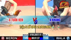 Trận 5 CPC3 28/03/2026 - Gà Xanh Nhanh Như Chớp Đâm Đỏ Không Đường Ra