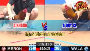Trận 5 CPC3 29/03/2026 - Gà Xanh Đâm Quá Đâm Đỏ Tính Phản nhưng Không Thành